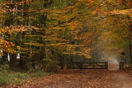 Autumn leaves turning orange over a gravel path with a wooden gate partly open in the distance