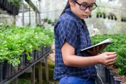 Student wearing a blouse and jeans works in a greenhouse checking the plants while holding a booklet of information.
